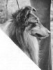 Chisterling King Of Diamonds - Sheltie Special May-Jun 1973