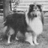 Malpsh California Dreamer - Sheltie Special Jul-Aug 1973