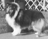 Lencrest Renegade O'Tara Hill - Sheltie Special Jul-Aug 1973