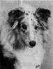 Flair Heaven's To Betsy - Sheltie Special Nov-Dec 1973 Flair Heaven's To Betsy - Sheltie Special Nov-Dec 1973