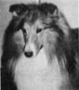 Brigadoon Merrilon I'm Ready - Sheltie Special Jan-Feb 1974