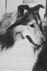 Septembers Hi Time At Catomco - Sheltie Special Jan-Feb 1974