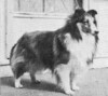Heatherland's Simon Says' - Sheltie Special - Mar-Apr 1974
