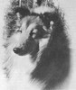 Beltane Chess Master - Sheltie Special May-Jun 1974