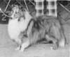 Waldenwood Bonny's Blue Clyde - Sheltie Special May-Jun 1974