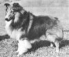Sumersong Here Comes The Sun - Sheltie Special Jul-Aug 1974
