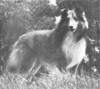 Mac's Sir Thomas - cover Sheltie Special Jul-Aug 1974