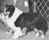 Marriott Close-Up - Sheltie Special Jul-Aug 1974