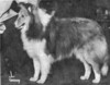 Lingard B J's Sealection - Sheltie Special Sep-Oct 1974 Lingard B J's Sealection - Sheltie Special Sep-Oct 1974