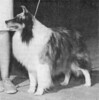Mori-Brook's Icecapade - Sheltie Special Sep-Oct 1974