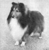 Sheldon This Is The General - Sheltie Special Sep-Oct 1974