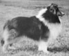 September's Showdown - Sheltie Special May-Jun 1975
