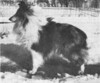 Francehill Hildlane Blue Cavalier - Sheltie Special Mar-Apr 1975