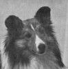 Shu-La-Le By'u Vista Foxfire - Sheltie Special Mar-Apr 1975 Shu-La-Le By'u Vista Foxfire - Sheltie Special Mar-Apr 1975