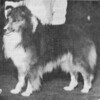 Shu-La-Le Autumn Son O'Merrimac - Sheltie Special Mar-Apr 1975