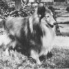 Scotchguard Sea Chantey - Sheltie Special Jul-Aug 1975