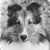 Severn Spellbinder - Sheltie Special Apr 1976