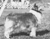 September's Sasha In Satin - Sheltie Special Aug 1976