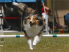 Apple Acres Sagebrush Kerry - 2004 agility Apple Acres Sagebrush Kerry - 2004 agility