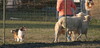 Apple Acres Sagebrush Kerry - 2006 herding Apple Acres Sagebrush Kerry - 2006 herding