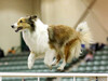 Sagebrush Girl In The Valley - ASSA National - Agility 2016