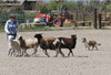 Sagebrush Girl In The Valley - ASSA National Herding 2016