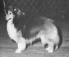 Reveille's Reflection Of Sheldon - Sheltie Special Feb 1977