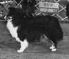 Valmora's Born To Follow - Sheltie Special Apr 1977 Valmora's Born To Follow - Sheltie Special Apr 1977