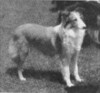 Joyful O' Page's Hill  - Dog News Dec 1941