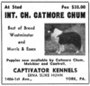Catmore Chum - 1940 advertisement Catmore Chum - 1940 advertisement