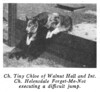 Tiny Chloe Of Walnut Hall - Helensdale Forget-Me-Not Tiny Chloe Of Walnut Hall - Helensdale Forget-Me-Not