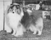Dorlane's Kings Ransome - Sheltie Special Aug 1977