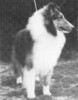 September The Convincer - Sheltie Special Aug 1977