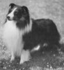 Babinette Bishop O'Prestwick - Sheltie Special Aug 1977
