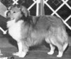 Cahaba's Touch The Wind - Sheltie Special Dec 1977 - Jan 1978