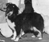 Banchory Enchanted Evening II - Sheltie Special May-Jun 1971