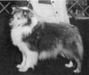 Silverleaf Flower Child - Sheltie Special May-Jun 1971