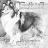 Meadow's Fire Of Bryce-Star-Lit - front Cover Sheltie Special Mar-Apr 1971