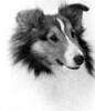Beltane The Standardbearer - Sheltie Special Mar-Apr 1971