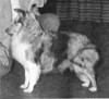 Banchory Blue Ballad - Sheltie Special Mar-Apr 1971