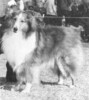Grador's Robin Of Windy Hill - Sheltie Special Jan-Feb 1971 Grador's Robin Of Windy Hill - Sheltie Special Jan-Feb 1971