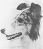 Tiree Hall Magic Nickel - Sheltie Special Jan-Feb 1971