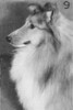Robrovin Huckleberry Finn - Sheltie Special Jan-Feb 1971