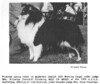 Ch Banchory High Born - Sheltie Special Jul-Aug 1970