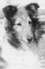 Banchory Monarch O'Marimount - Sheltie Special Sep-Oct 1970 Banchory Monarch O'Marimount - Sheltie Special Sep-Oct 1970