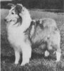 Lobo Dell's Charm Bracelet - Sheltie Special Mar-Apr 1975 Lobo Dell's Charm Bracelet - Sheltie Special Mar-Apr 1975