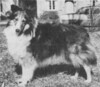 Faharaby Gold King - Sheltie Special Sep-Oct 1968 Faharaby Gold King - Sheltie Special Sep-Oct 1968