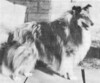 Classic's Smoking Showman - Sheltie Special Nov-Dec 1968