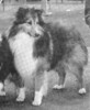 Malpsh Great Scott - Sheltie Special Sep-Oct 1965