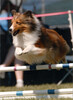 Sagebrush Ceili Music - agility - May 17, 2003